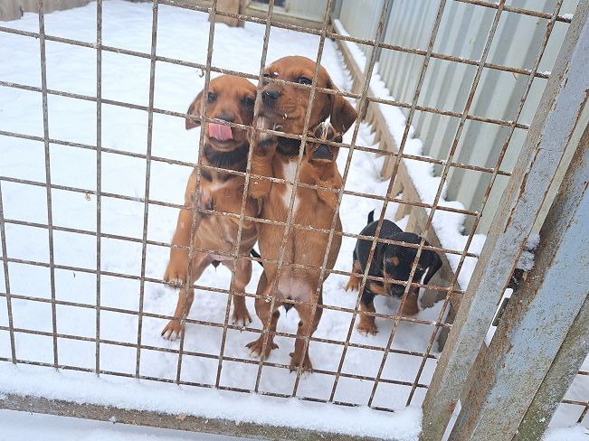 pfotenretterungarn Madita (8)