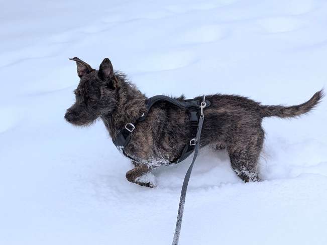 pfotenretterungarn Mazie_Naomi (10)