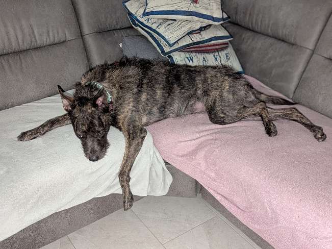 pfotenretterungarn Mazie_Naomi (11)