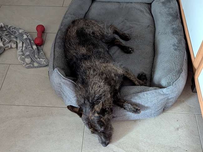 pfotenretterungarn Mazie_Naomi (12)