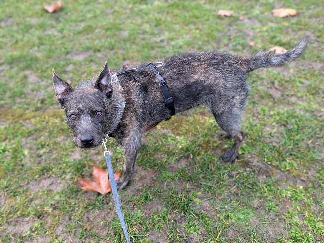 pfotenretterungarn Mazie_Naomi (13)