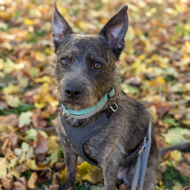 pfotenretterungarn Mazie_Naomi (2)