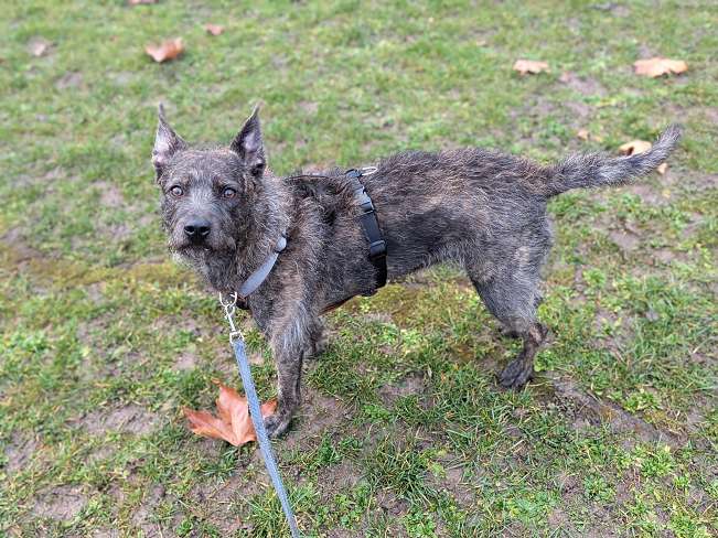 pfotenretterungarn Mazie_Naomi (3)