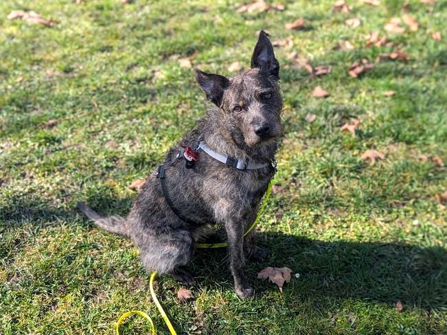 pfotenretterungarn Mazie_Naomi (4)