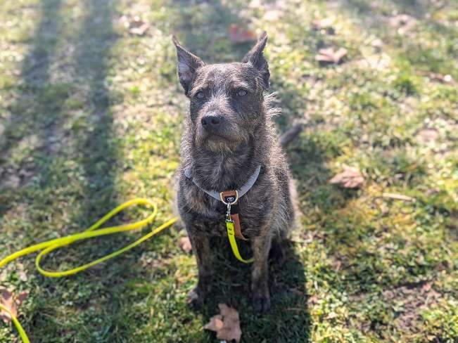 pfotenretterungarn Mazie_Naomi (5)