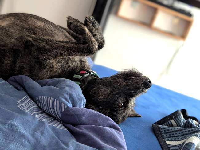 pfotenretterungarn Mazie_Naomi (6)