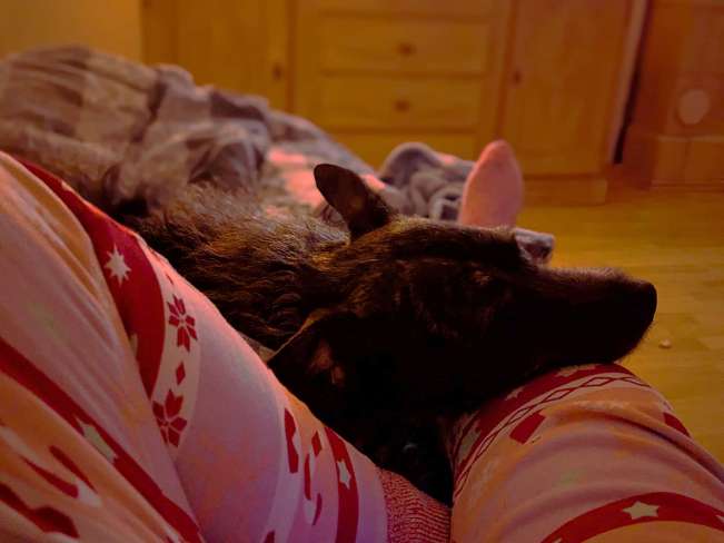 pfotenretterungarn Mazie_Naomi (7)