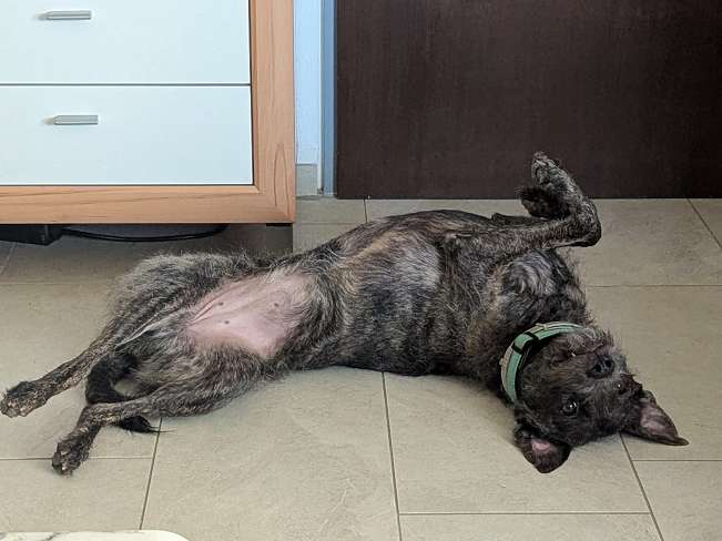 pfotenretterungarn Mazie_Naomi (8)