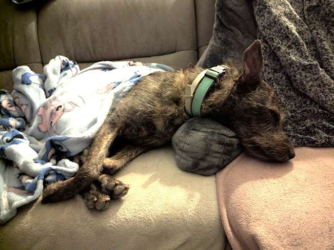 pfotenretterungarn Mazie_Naomi (9)