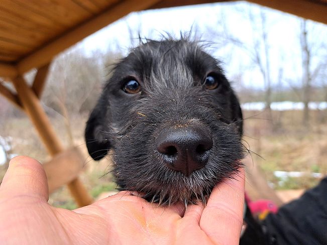 pfotenretterungarn Miss Marple (10)