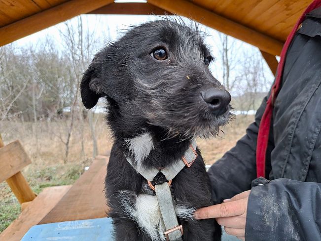 pfotenretterungarn Miss Marple (11)