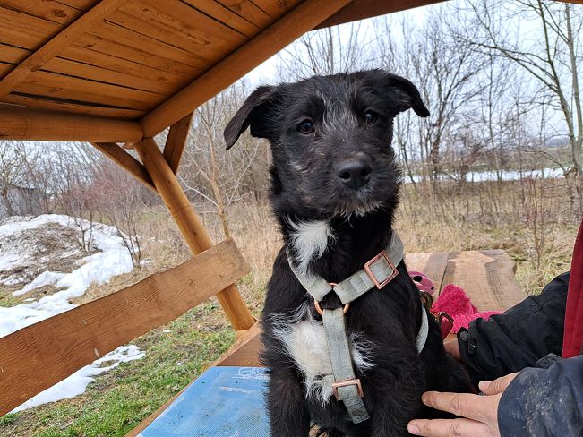 pfotenretterungarn Miss Marple (12)