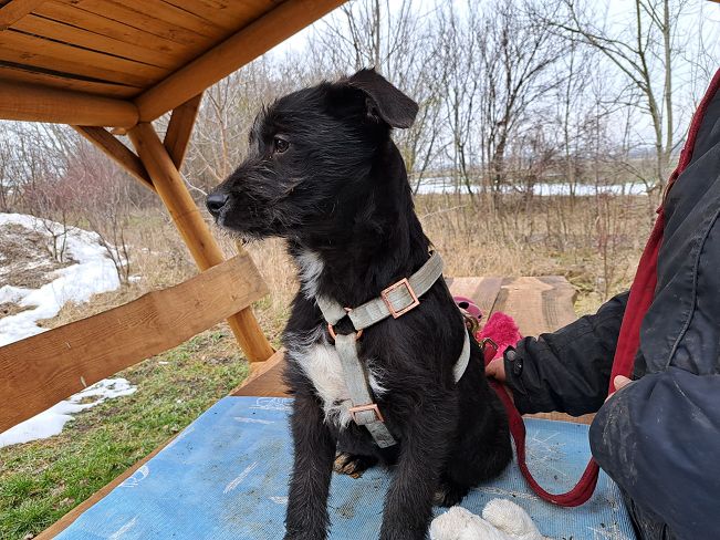 pfotenretterungarn Miss Marple (13)