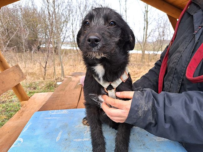 pfotenretterungarn Miss Marple (2)