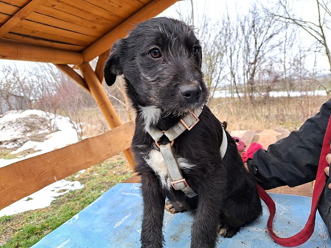 pfotenretterungarn Miss Marple (3)