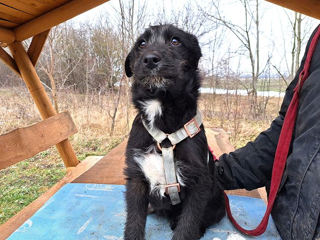 pfotenretterungarn Miss Marple (4)