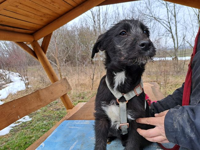 pfotenretterungarn Miss Marple (9)