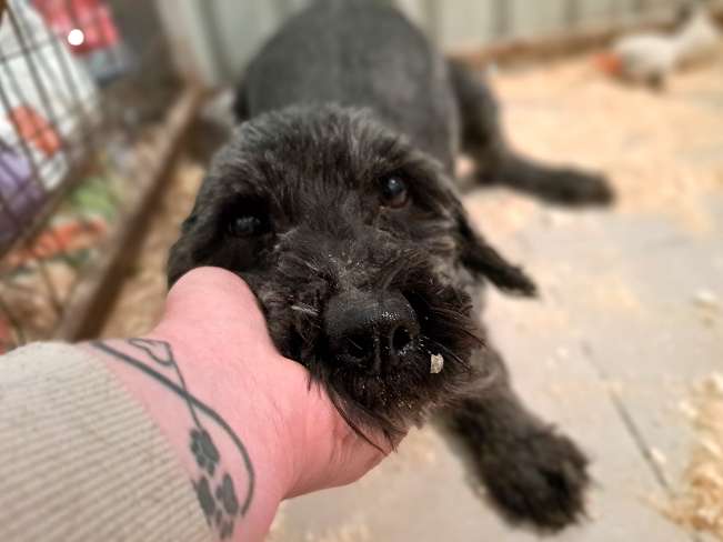 pfotenretterungarn Panka (10)