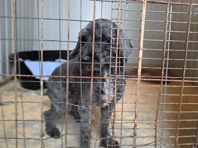 pfotenretterungarn Panka (11)