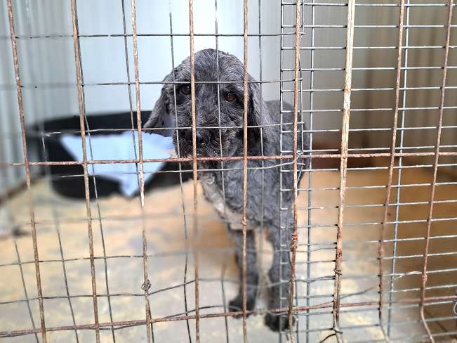 pfotenretterungarn Panka (12)