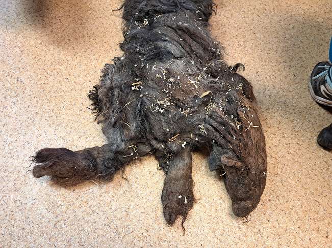 pfotenretterungarn Panka (15)