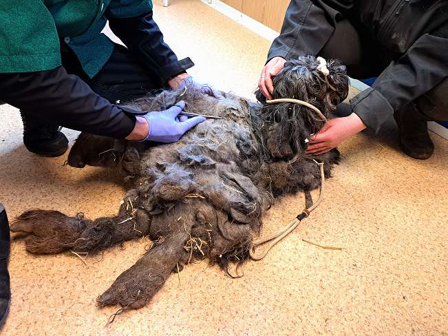 pfotenretterungarn Panka (16)