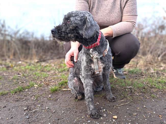 pfotenretterungarn Panka (2)