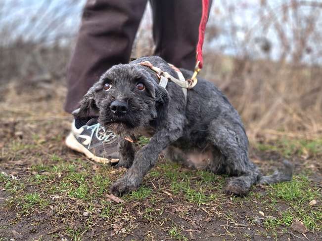 pfotenretterungarn Panka (3)