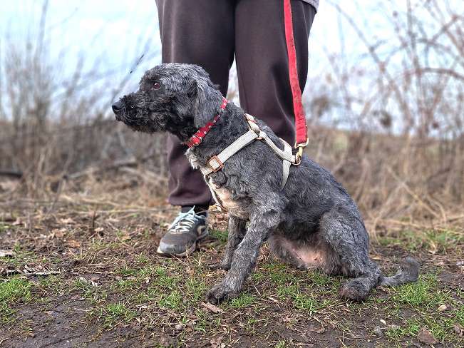 pfotenretterungarn Panka (5)