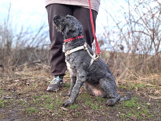 pfotenretterungarn Panka (6)