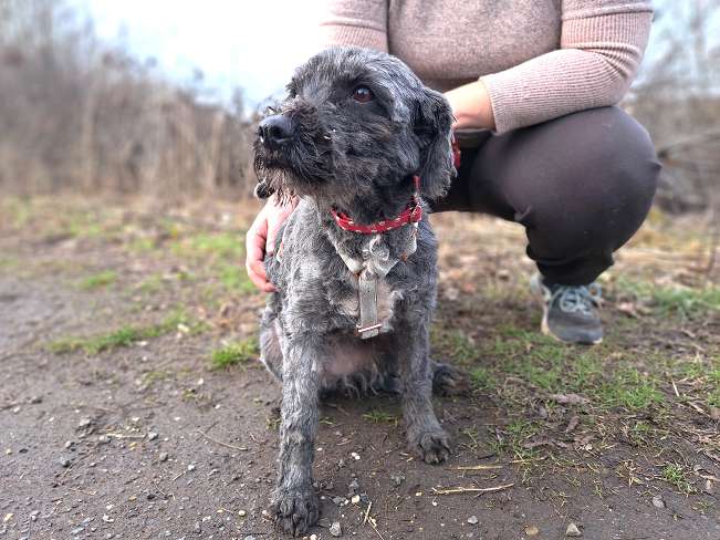 pfotenretterungarn Panka (7)