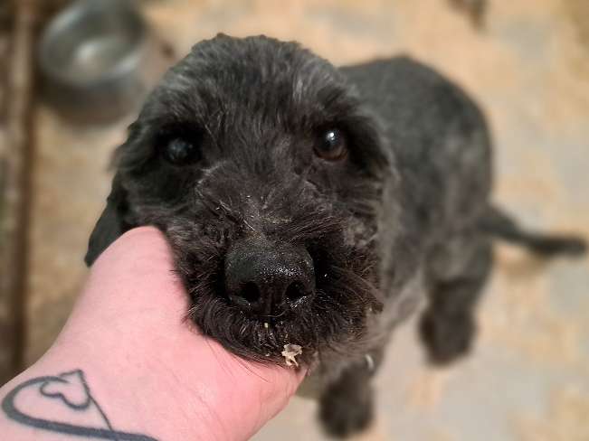 pfotenretterungarn Panka (9)