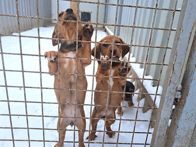 pfotenretterungarn Pippi (10)