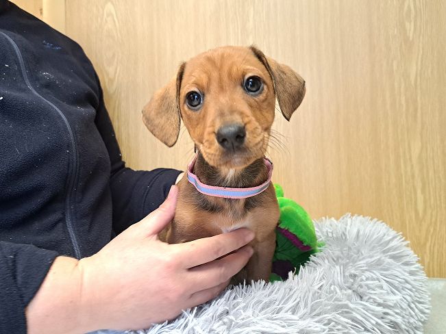 pfotenretterungarn Pippi (2)