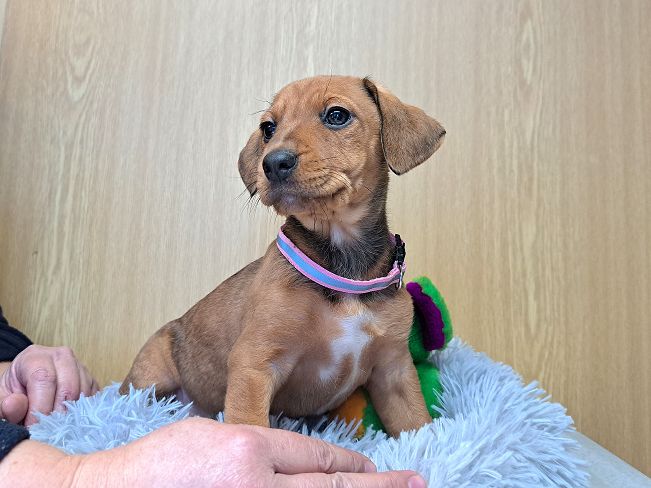 pfotenretterungarn Pippi (3)