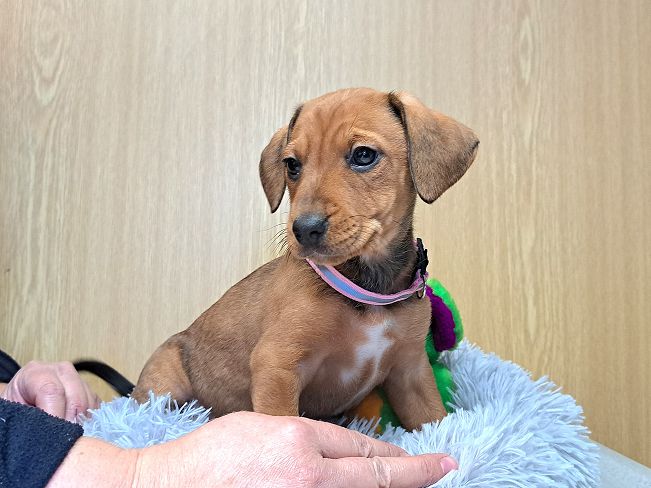 pfotenretterungarn Pippi (4)