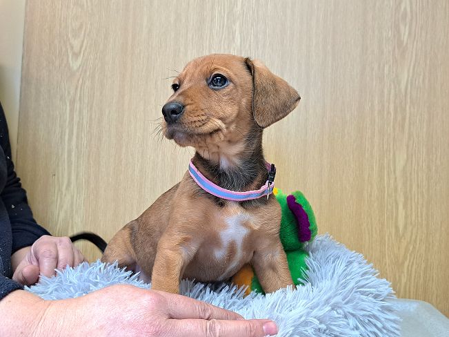 pfotenretterungarn Pippi (6)