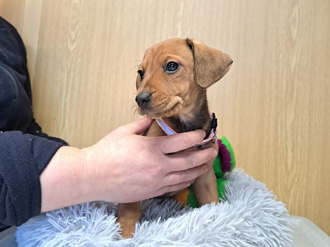 pfotenretterungarn Pippi (7)