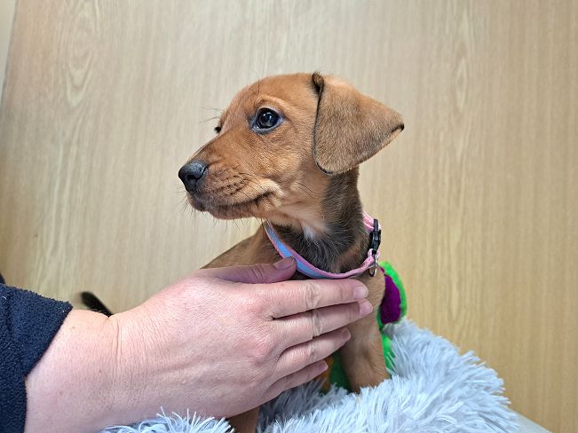 pfotenretterungarn Pippi (8)