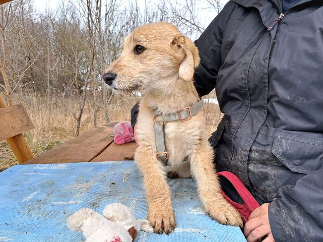 pfotenretterungarn Poirot (10)