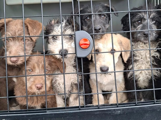 pfotenretterungarn Poirot (11)