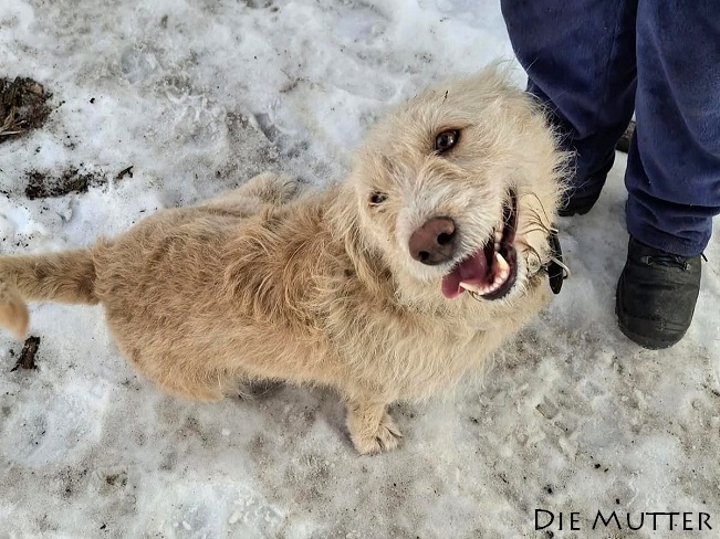 pfotenretterungarn Poirot (12)