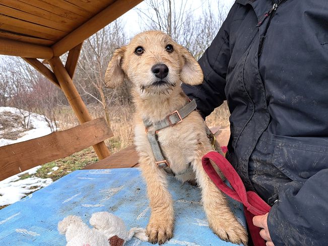 pfotenretterungarn Poirot (2)