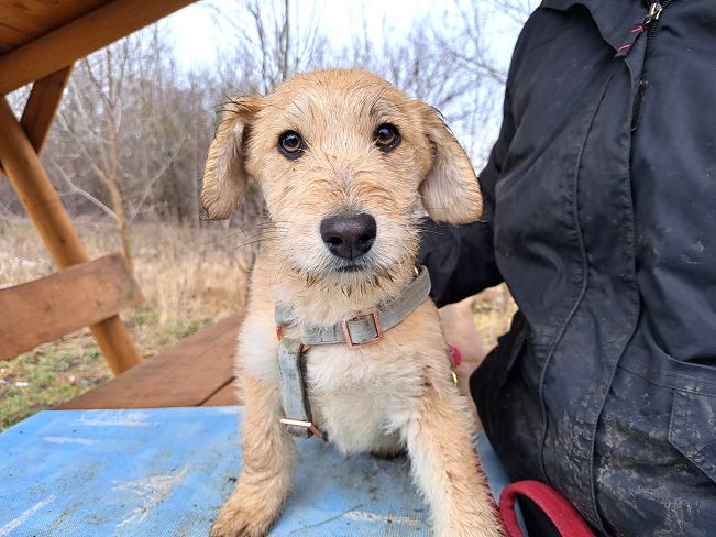 pfotenretterungarn Poirot (3)