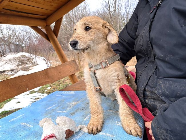 pfotenretterungarn Poirot (4)