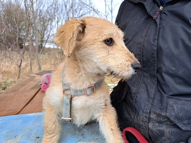 pfotenretterungarn Poirot (6)