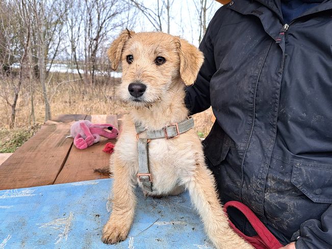 pfotenretterungarn Poirot (7)