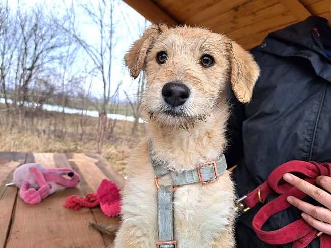 pfotenretterungarn Poirot (8)