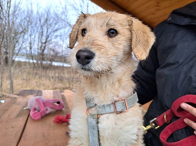 pfotenretterungarn Poirot (9)