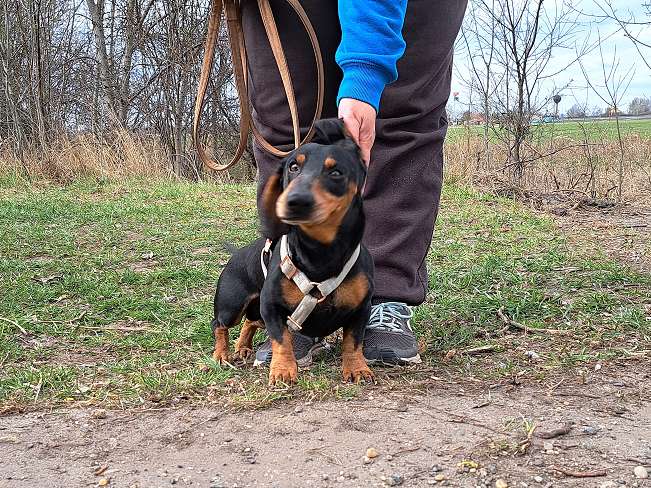 pfotenretterungarn Aladin (10)